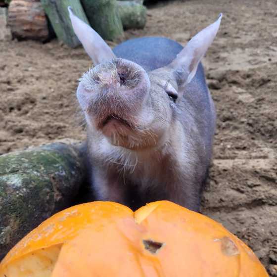 Boo at the Zoo! At Africa Alive Image 2